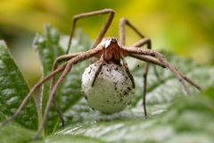 Spinne im EM - Fieber