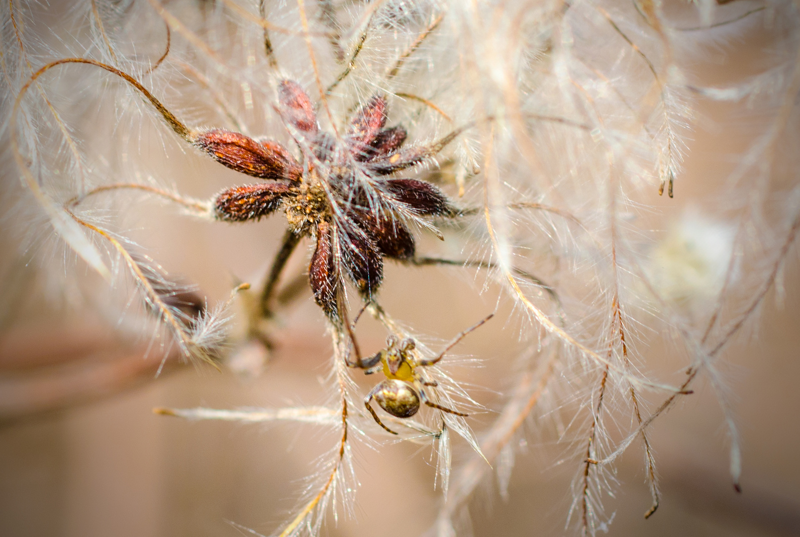 Spinne im Frühjahr