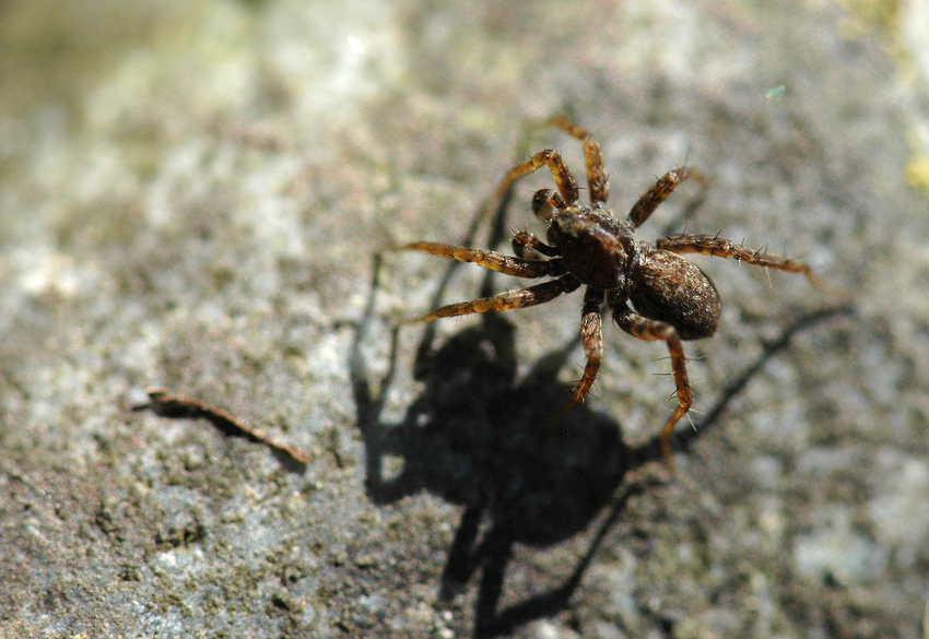 Spinne im Frühling