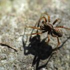 Spinne im Frühling