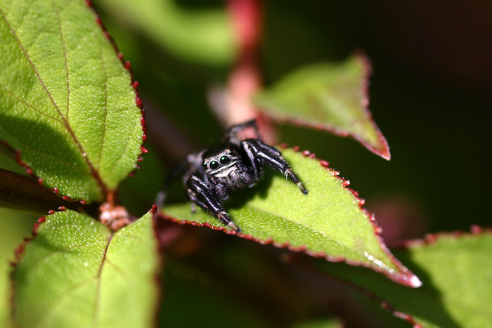 Spinne im Garten