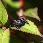 Spinne im Garten