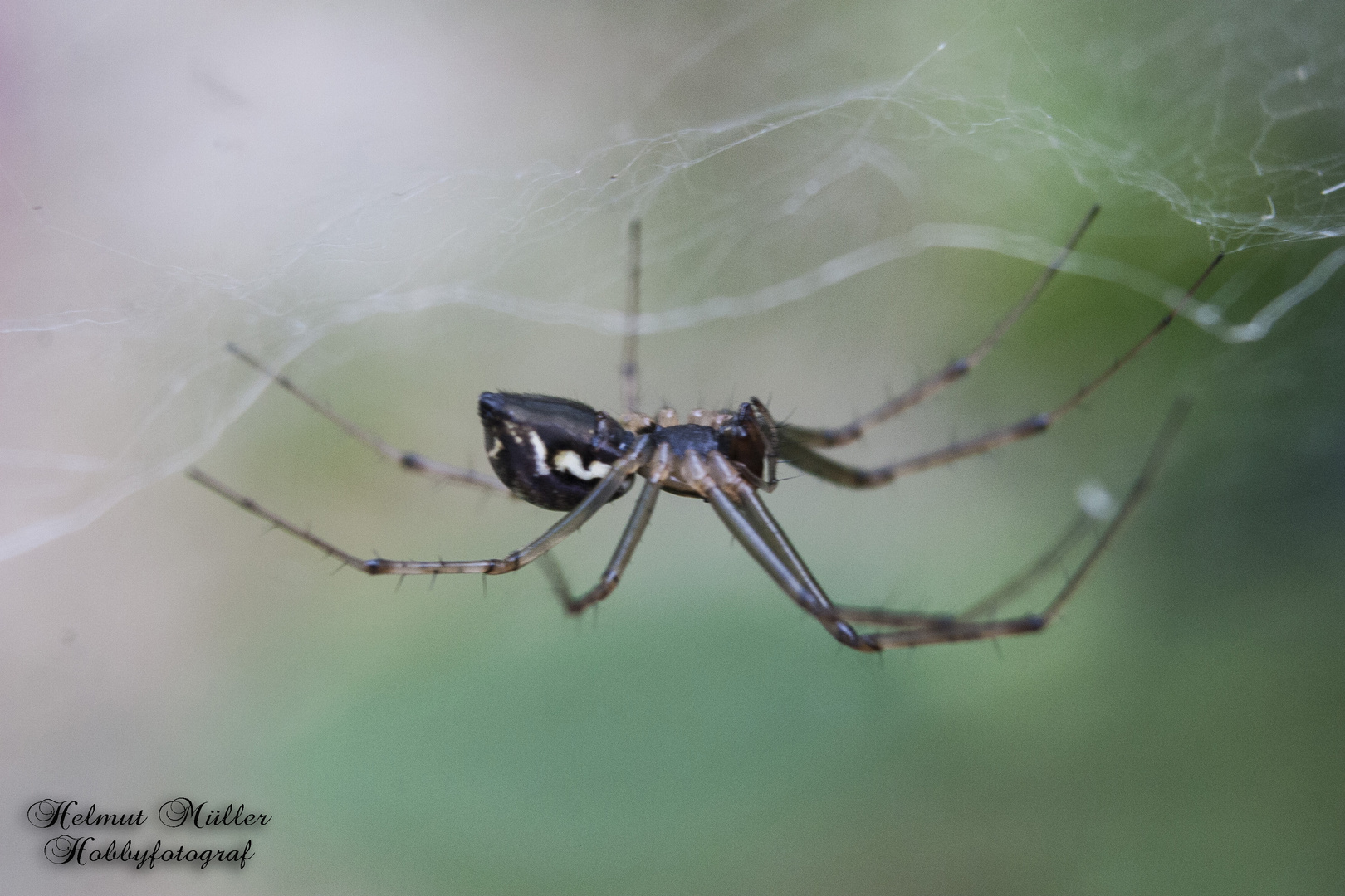 Spinne im Garten