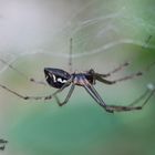 Spinne im Garten