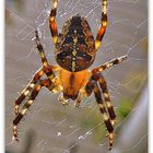 Spinne im Garten 