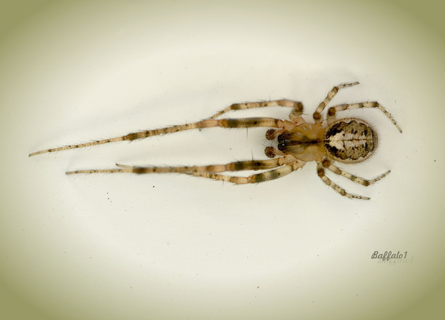 Spinne im Garten Foto & Bild spinnen, natur, wildlife