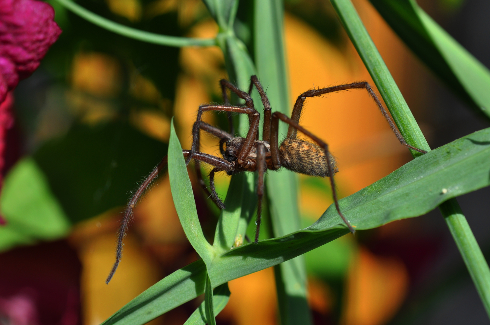 Spinne im Garten 3