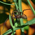 Spinne im Garten 3