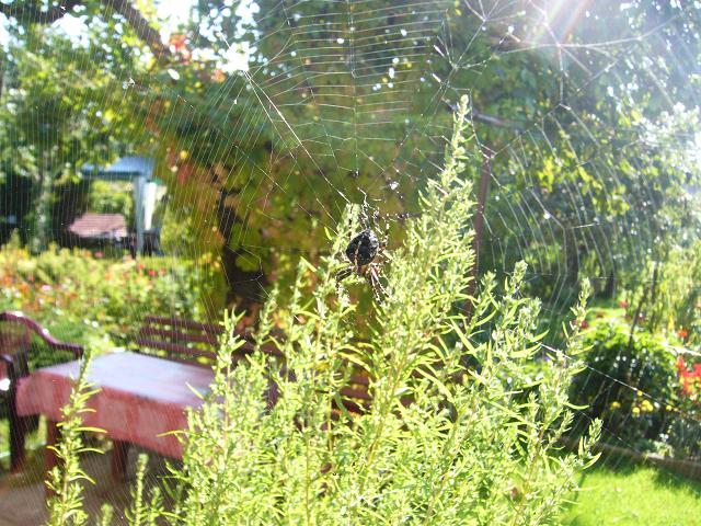 Spinne im Garten Foto & Bild tiere, wildlife, spinnen Bilder auf