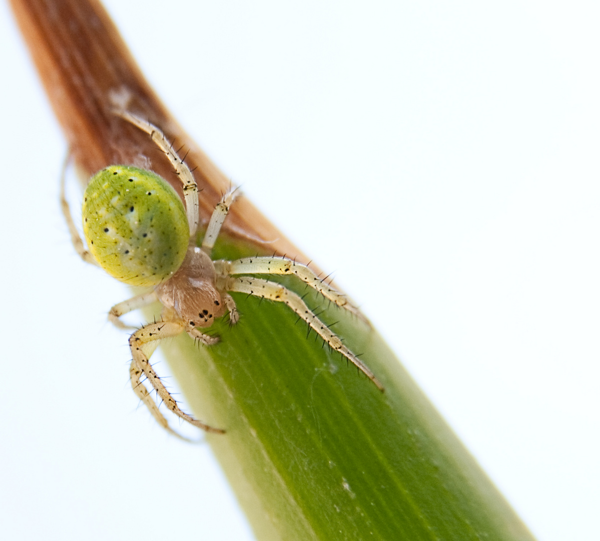 Spinne im Garten