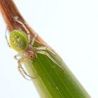 Spinne im Garten