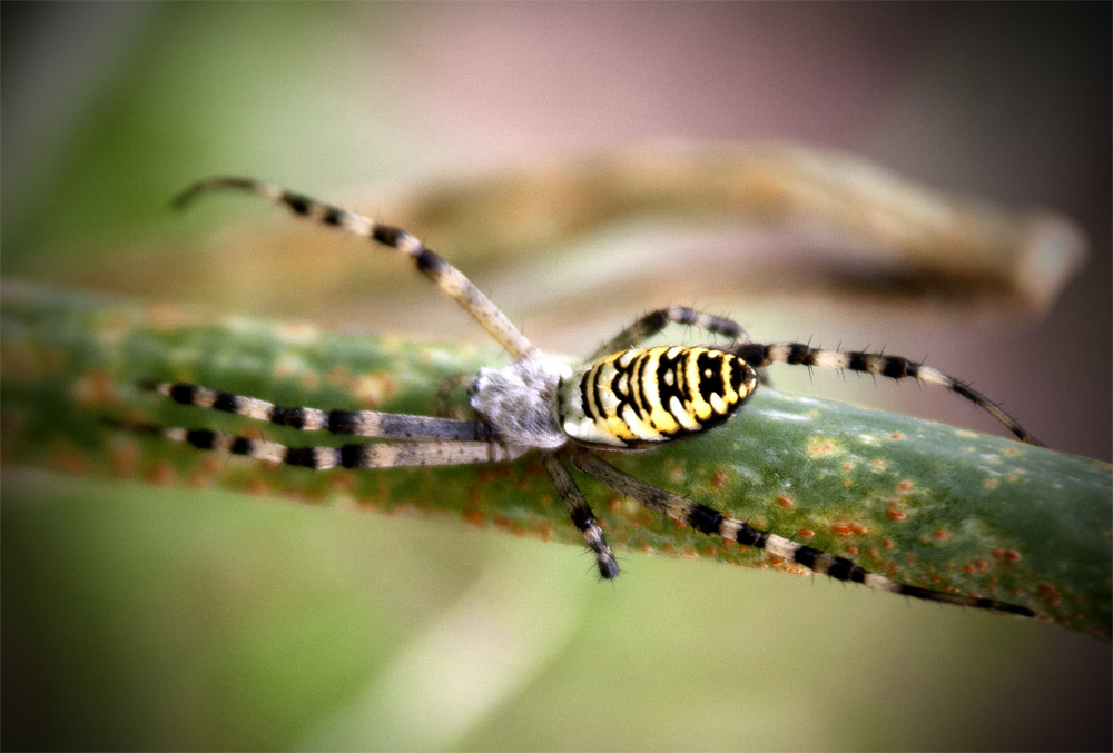 Spinne im Garten