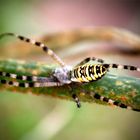 Spinne im Garten