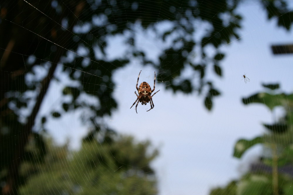 Spinne im Garten