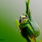 Spinne im Garten