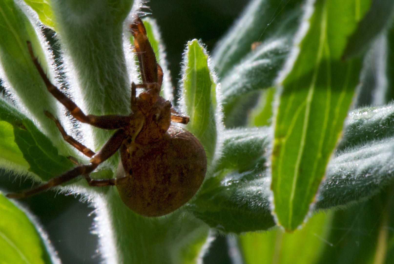 Spinne im Garten Foto & Bild tiere, wildlife, spinnen Bilder auf