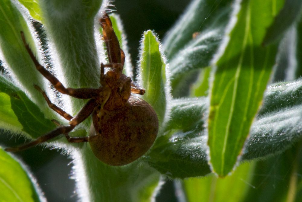 Spinne im Garten Foto & Bild tiere, wildlife, spinnen Bilder auf