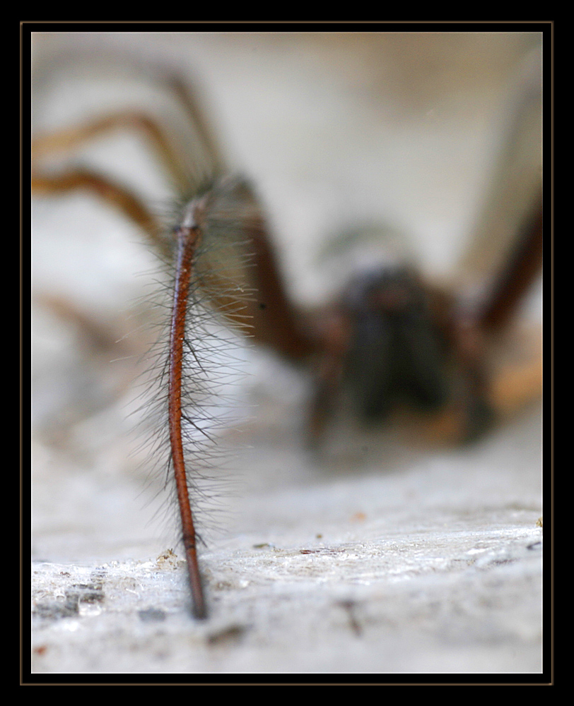 Spinne im Garten