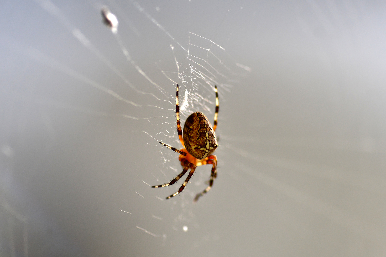 Spinne im Garten Foto & Bild tiere, zoo, wildpark & falknerei