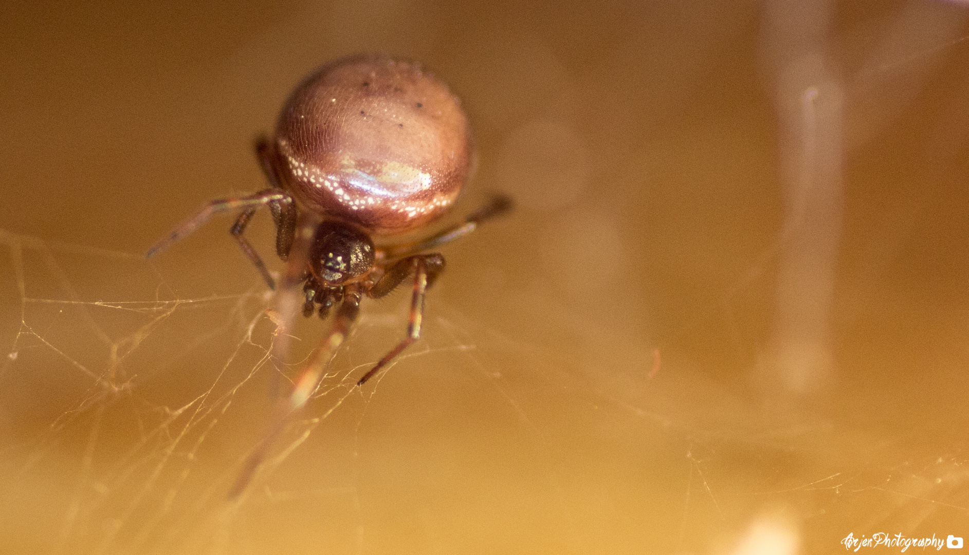 Spinne im Garten