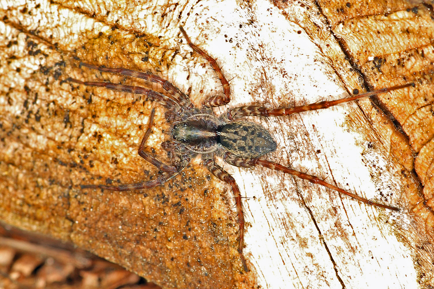 Spinne im Garten