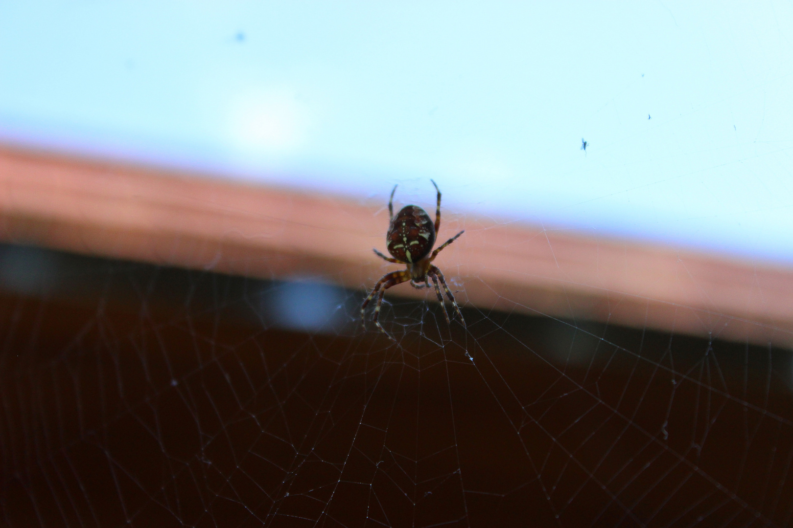 Spinne im Garten