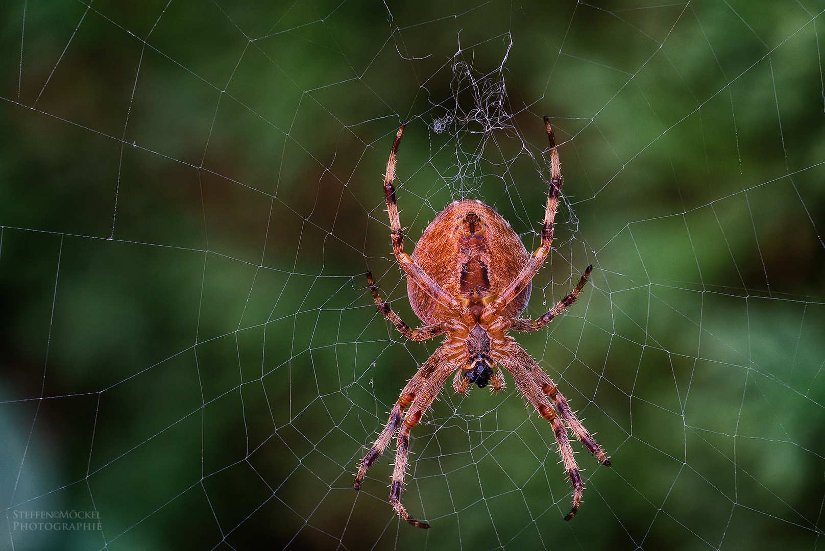 Spinne, im Garten gesehen