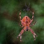 Spinne, im Garten gesehen