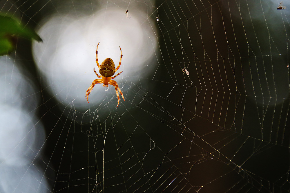 Spinne im Gegenlicht