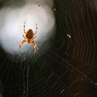 Spinne im Gegenlicht