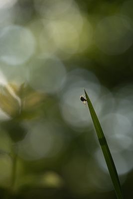 Spinne im Gegenlicht (1 von 1)