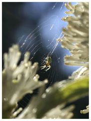 Spinne im Gegenlicht