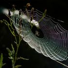 Spinne im Gegenlicht