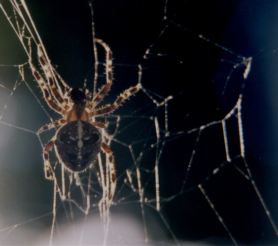 Spinne im Gegenlicht