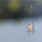 Spinne im Gegenlicht