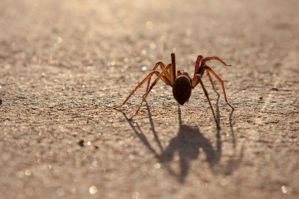 Spinne im Gegenlicht