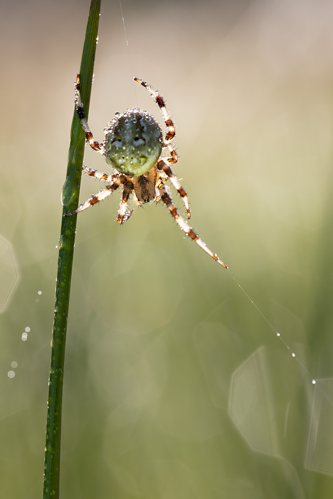 Spinne im Gegenlicht