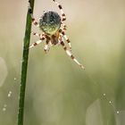 Spinne im Gegenlicht