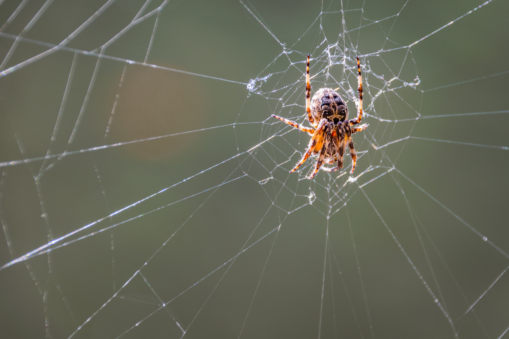 Spinne im Gegenlicht