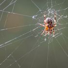 Spinne im Gegenlicht