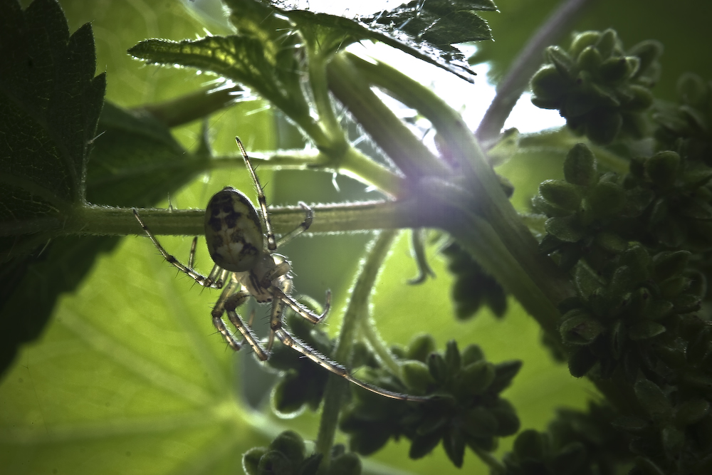 Spinne im Gegenlicht