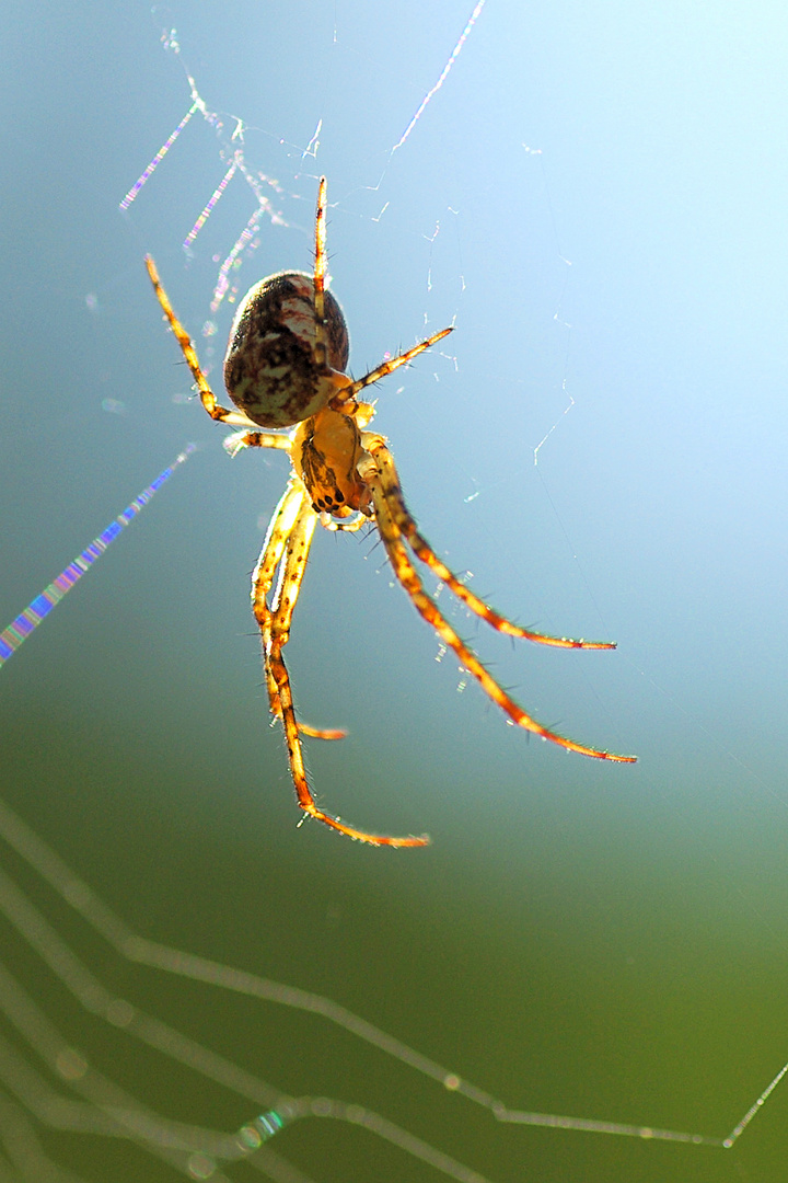 Spinne im Gegenlicht