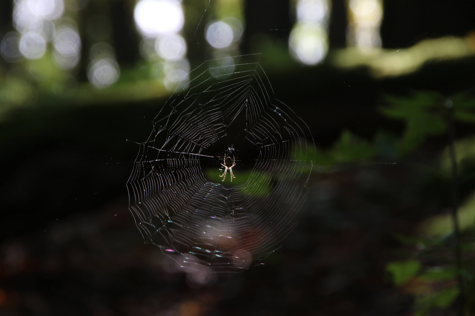 Spinne im Gegenlicht 