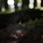 Spinne im Gegenlicht 