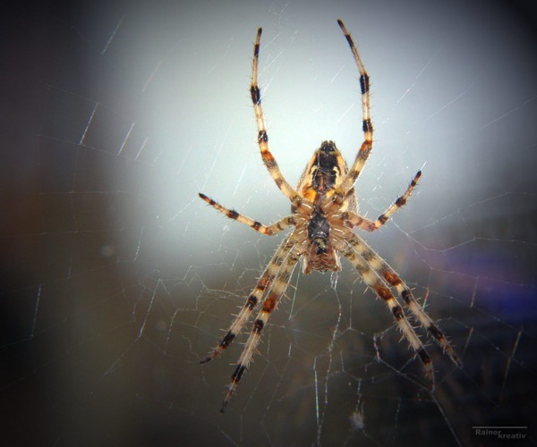 Spinne im Gegenlicht