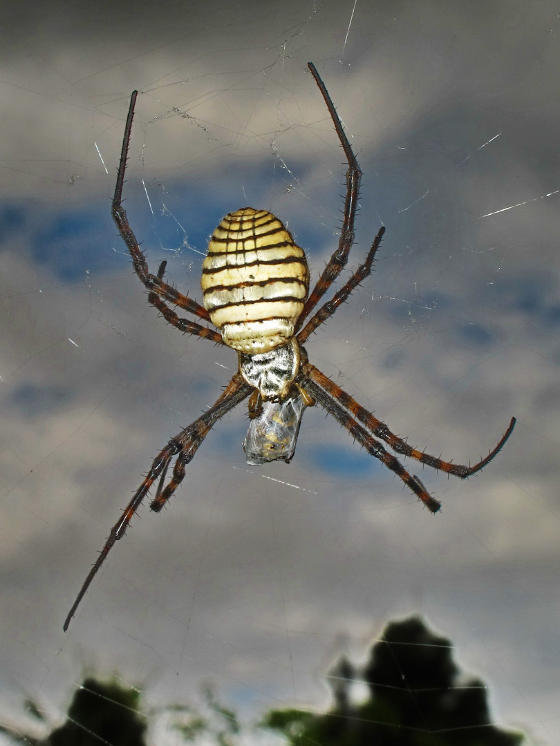 Spinne im Gegenlicht