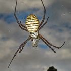 Spinne im Gegenlicht