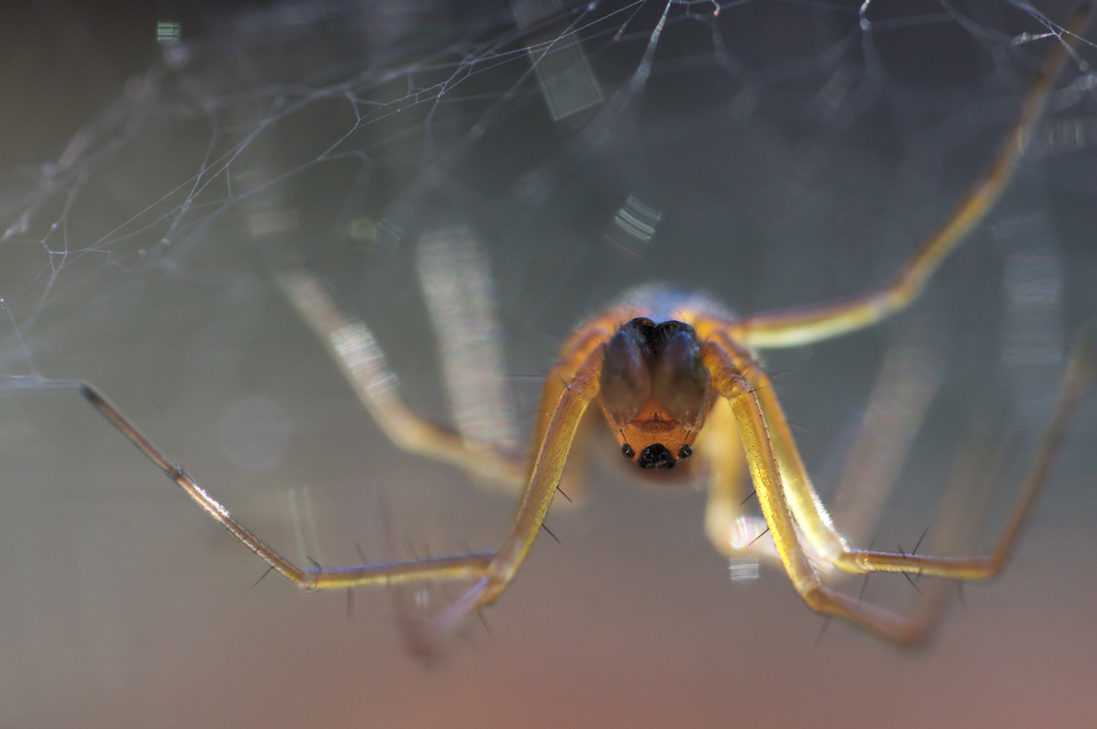 Spinne im Gegenlicht