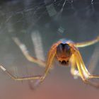 Spinne im Gegenlicht
