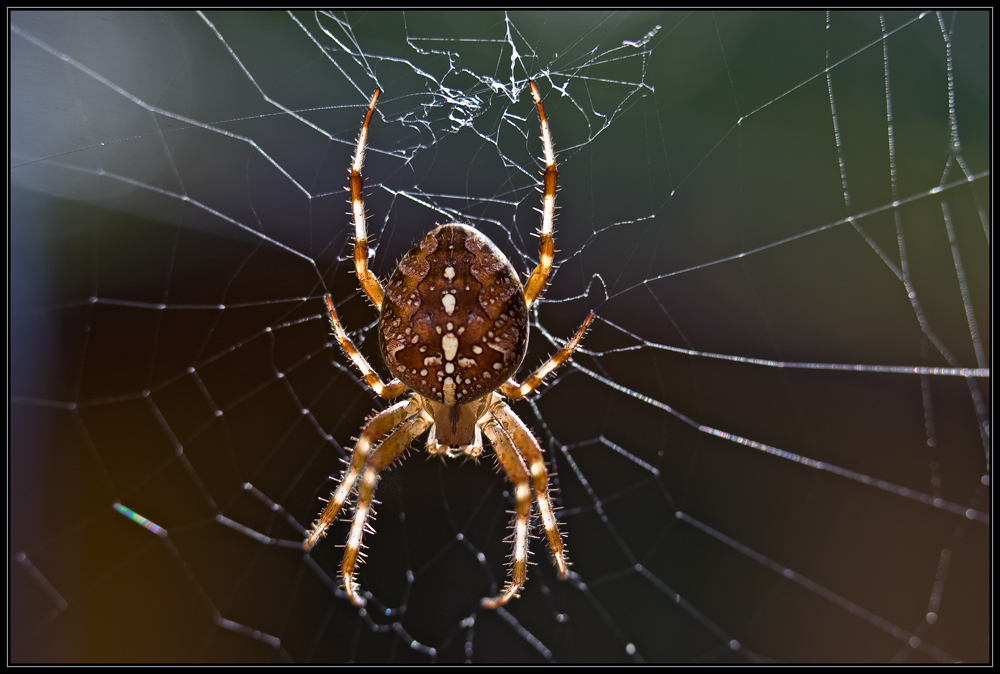 Spinne im Gegenlicht